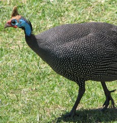 Bibilica din Grădina Zoologică Oradea.