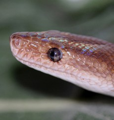 Boa Curcubeu din Grădina Zoologică Oradea.