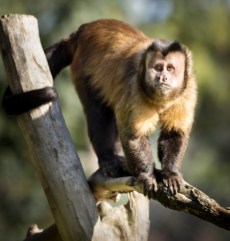 Capucin Brun din Grădina Zoologică Oradea.