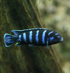 Ciclizi Mbuna Pseudotropheus Demasoni.