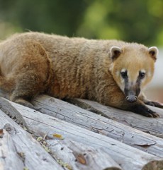 Coati din Grădina Zoologică Oradea.