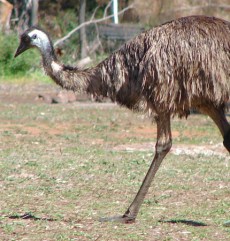 Emu din Grădina Zoologică Oradea.