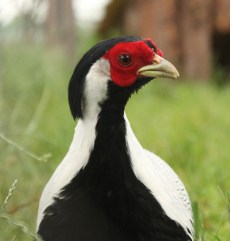 Fazan Argintiu din Grădina Zoologică Oradea.