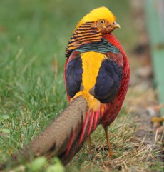 Fazan Auriu din Grădina Zoologică Oradea.