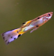 Guppy Poecilia Reticulata Mascul.