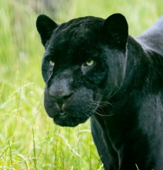 Jaguar din Grădina Zoologică Oradea.