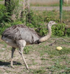 Nandu din Grădina Zoologică Oradea.