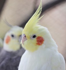 Papagal Nimfă din Grădina Zoologică Oradea.