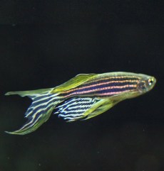 Peşti Zebra Danio Rerio.