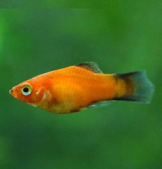 platy_xifo_xiphophorus_macullatus