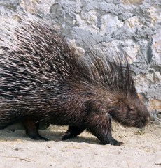 Porc Spinos din Grădina Zoologică Oradea.