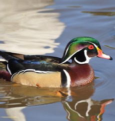 Raţa Carolina din Grădina Zoologică Oradea.