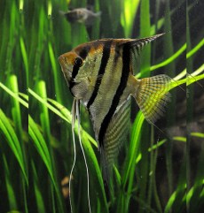 Scalar Pterophyllum Scalare.