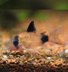 Somni Platoşă Corydoras Adolfoi.