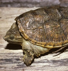 Ţestoasa Aligator din Grădina Zoologică Oradea.