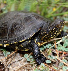 Ţestoasa de Apă Europeană din Grădina Zoologică Oradea.