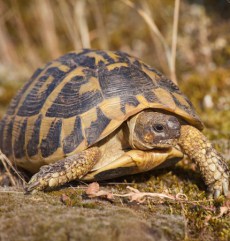 Ţestoasa lui Hermann din Grădina Zoologică Oradea.