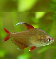 Tetra Hyphessobrycon Bentosi.