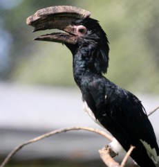 Trompetistul Hornbill din Grădina Zoologică Oradea.