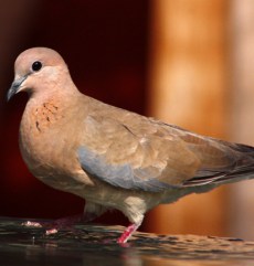 Turtureaua Răzătoare din Grădina Zoologică Oradea.