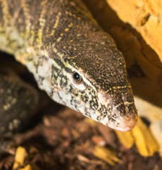 Varan de Nil din Grădina Zoologică Oradea.