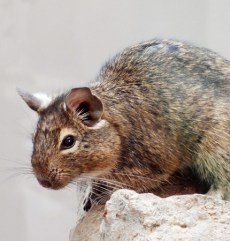 Veveriţa Degu din Grădina Zoologică Oradea.