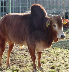 Zebu din Grădina Zoologică Oradea.