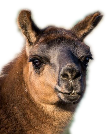 Cămila din Grădina Zoologică Oradea. Hartă