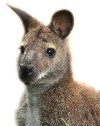 Cangur. Tarife Bilete Grădina Zoologică Oradea.