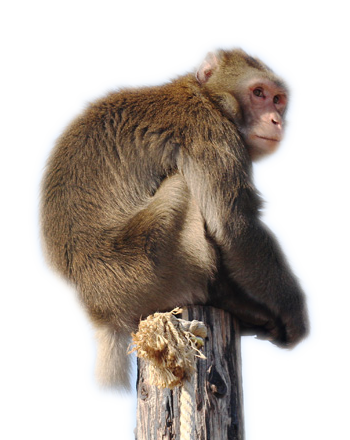 Macac Japonez. Programul Grădinii Zoologice Oradea.