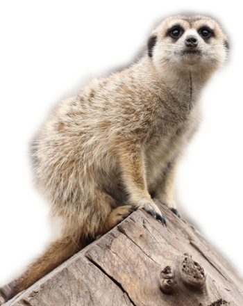 Suricata2. Bine aţi venit in Grădina Zoologică Oradea.