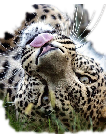 Tigru Siberian din Grădina Zoologică Oradea. Contactează-ne!