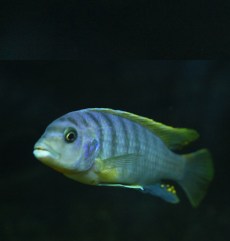 Ciclizi Mbuna Pseudotropheus Demasoni.