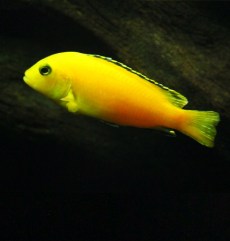 Ciclizi Mbuna Pseudotropheus Demasoni.