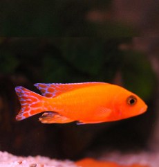 Ciclizi Păun Aulonocara Baenschi.