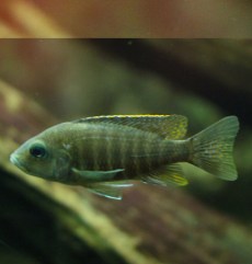 Ciclizi Păun Aulonocara Baenschi.