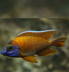 Ciclizi Păun Aulonocara Baenschi.