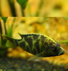 Ciclizi Păun Aulonocara Baenschi.