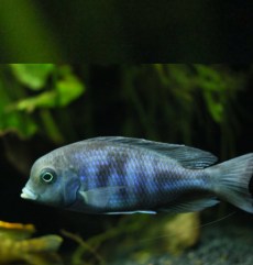 Ciclizi de Stâncă Labidochromis Caeruleus.