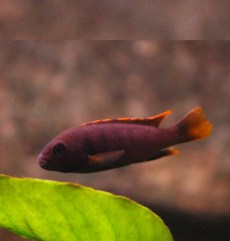 Ciclizi de Stâncă Labidochromis Caeruleus.