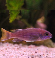 Ciclizi de Stâncă Labidochromis Caeruleus.