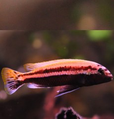 Ciclizi de Stâncă Labidochromis Caeruleus.