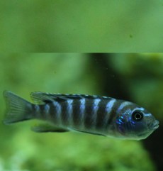 Ciclizi de Stâncă Labidochromis Caeruleus.