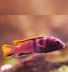 Ciclizi de Stâncă Labidochromis Caeruleus.