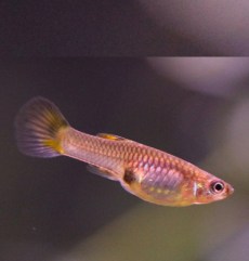 Guppy Poecilia Reticulata Mascul.