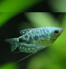 Gurami Trichogaster Leerii.