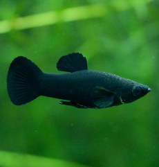 Moli Velifera Fordanella Floridae.