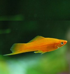platy_xifo_xiphophorus_heleri