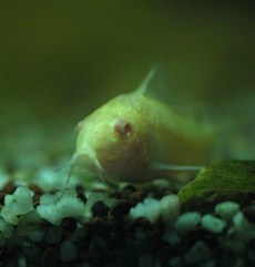 Somni Platoşă Corydoras Adolfoi.