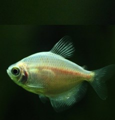 Tetra Hyphessobrycon Bentosi.